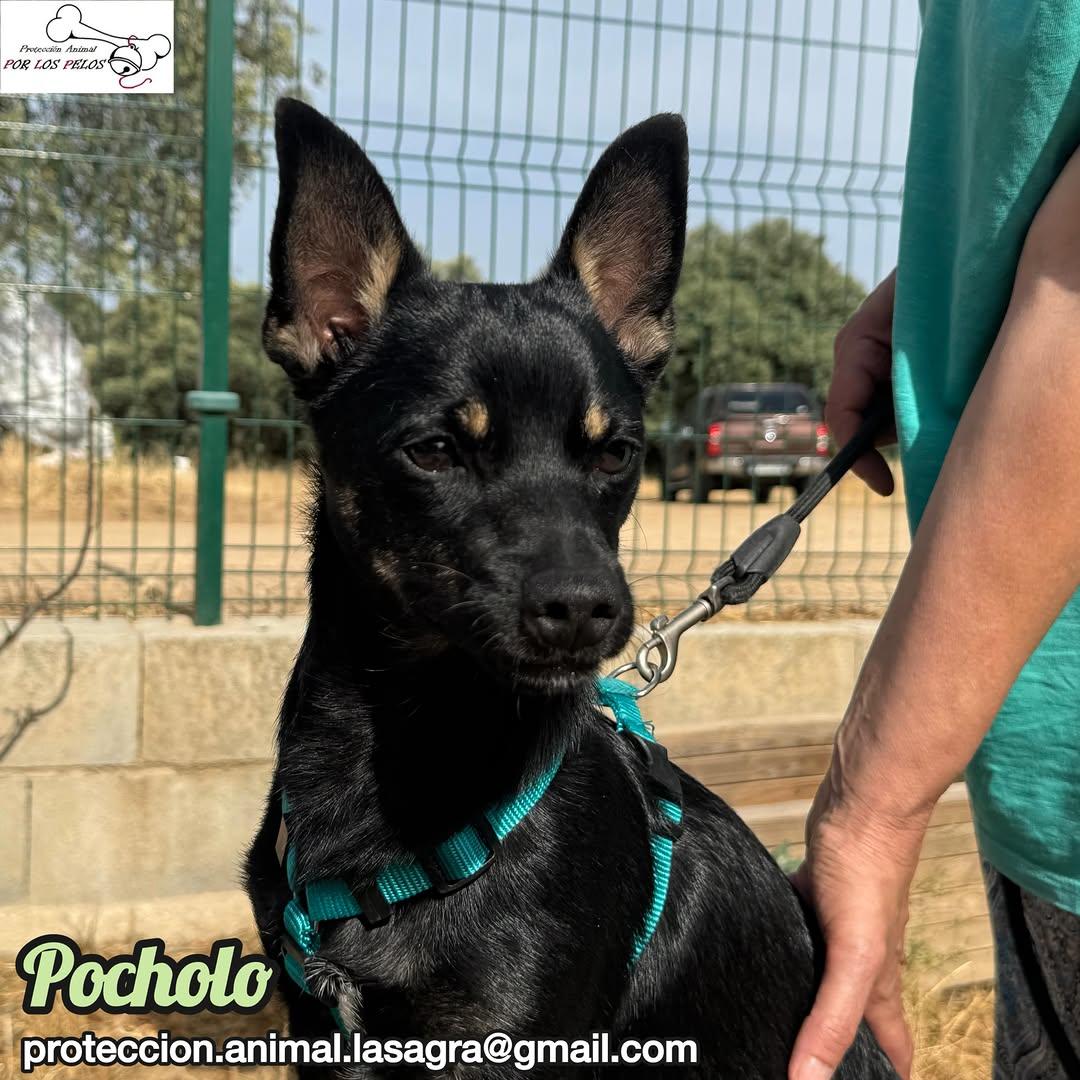 Pocholo (5/9)