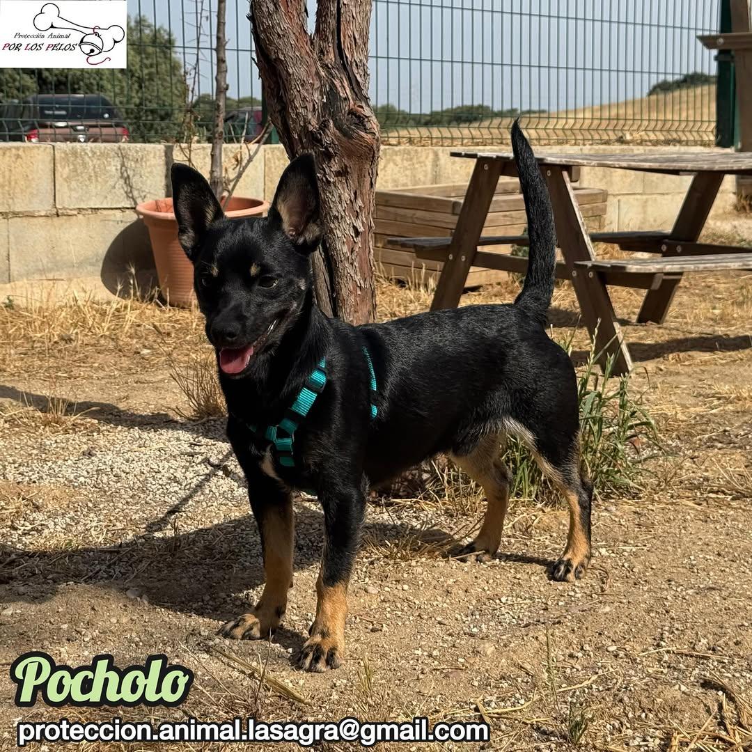 Pocholo (6/9)