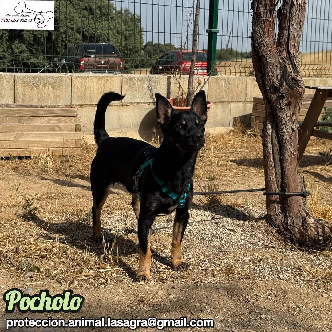 Pocholo (7/9)