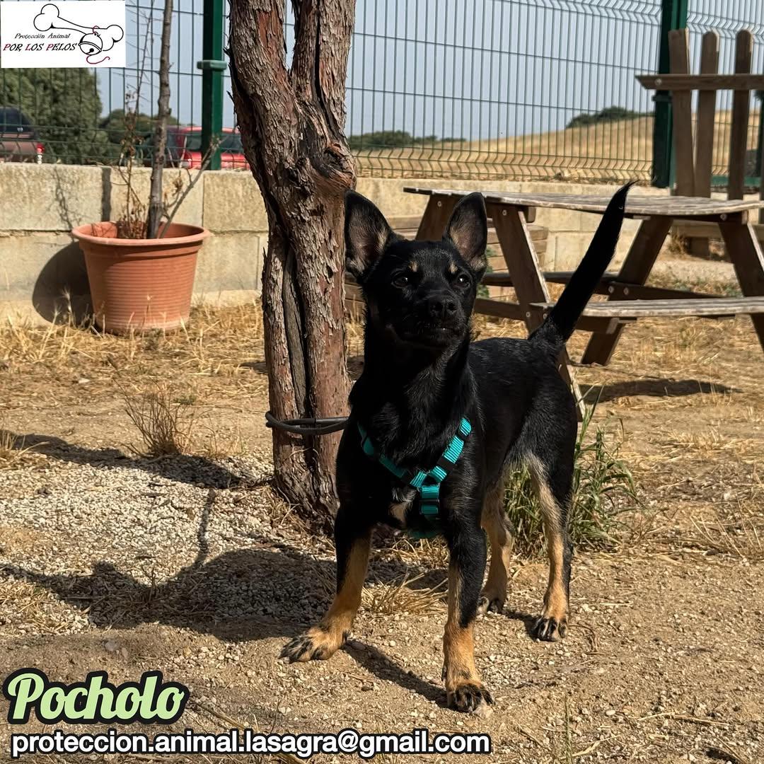 Pocholo (8/9)