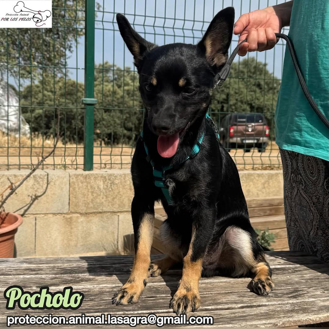 Pocholo (9/9)