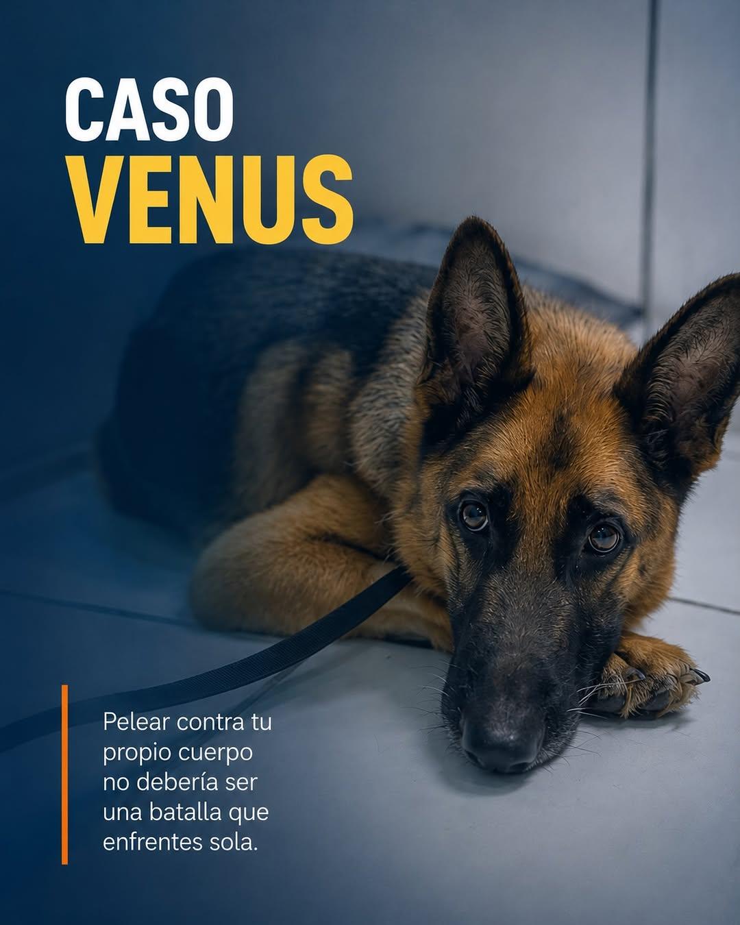 Venus (1/6)
