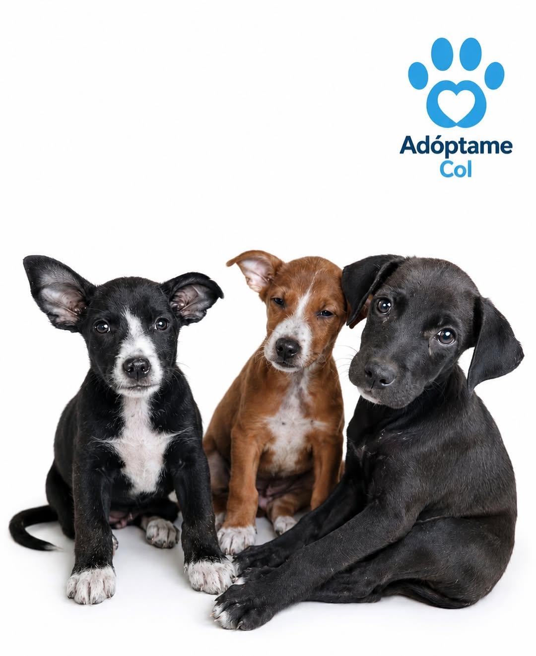 3 animalitos