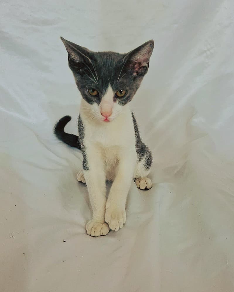 Oreo, Junior, Stich +1 (1/4)