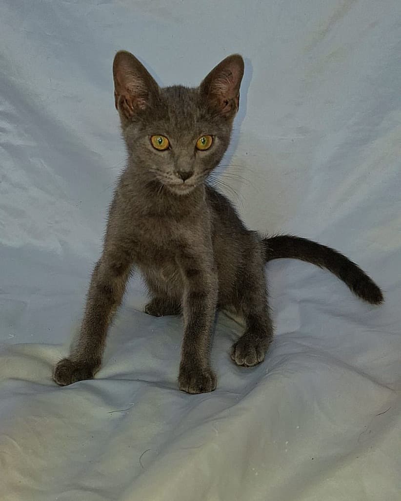 Oreo, Junior, Stich +1 (2/4)