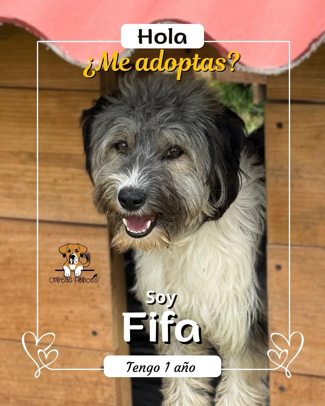 FIFA (1/6)