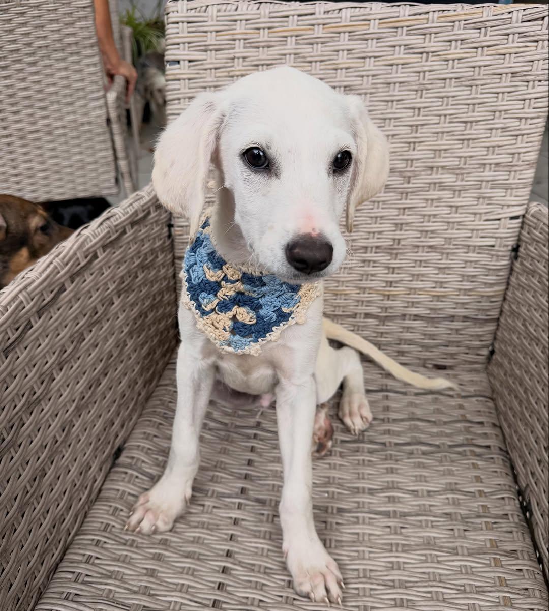 Olaf (7/9)