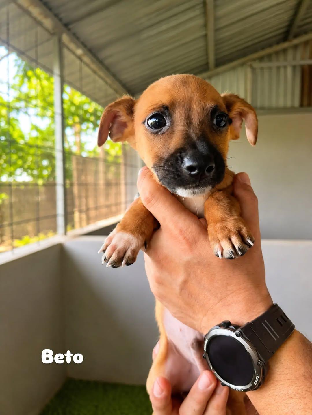 Beto (1/6)