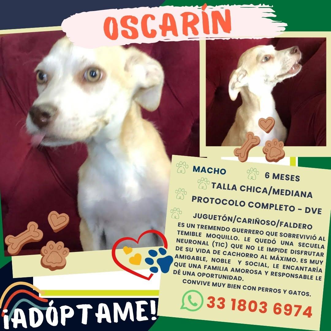 Oscarín