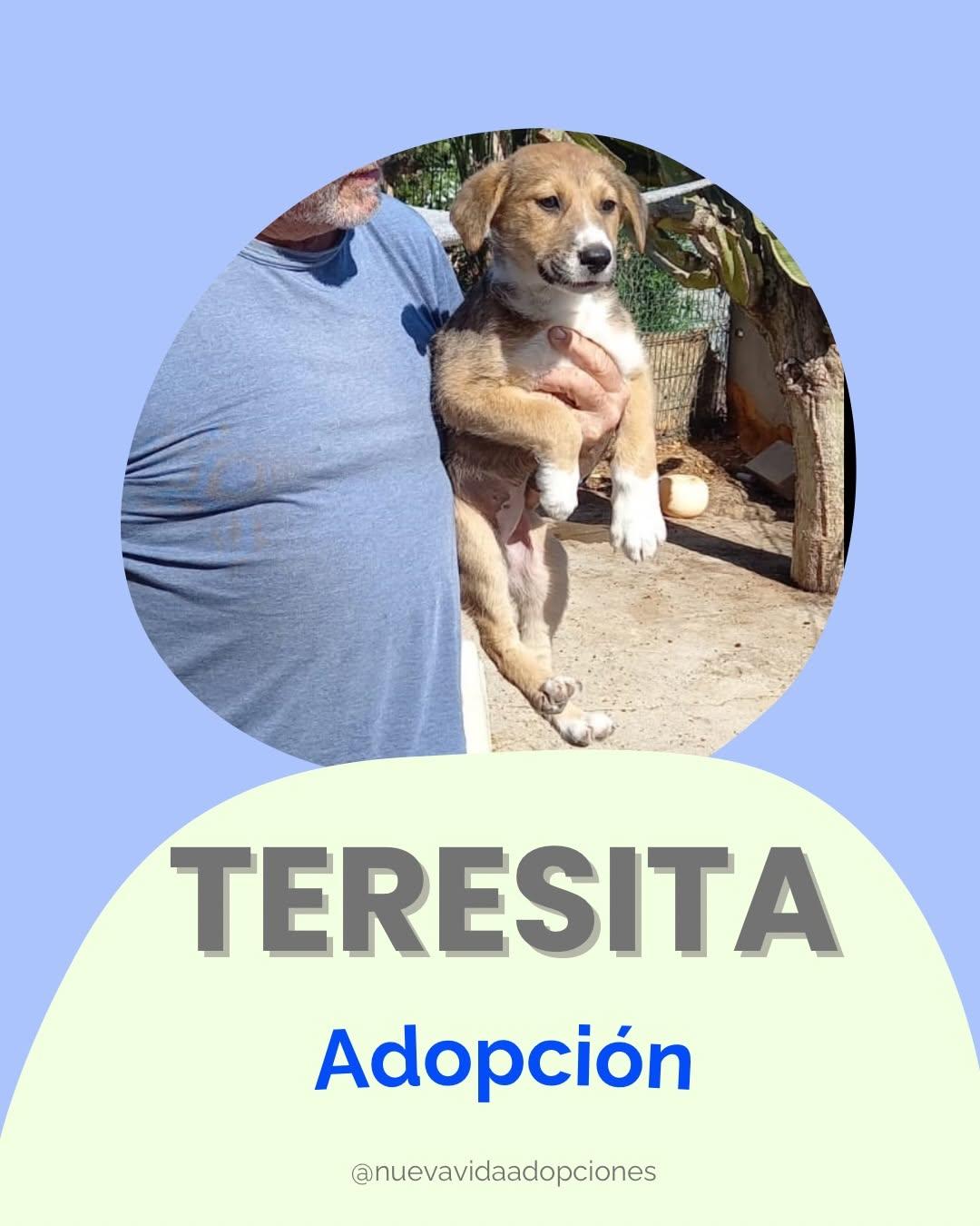 TERESITA (1/3)