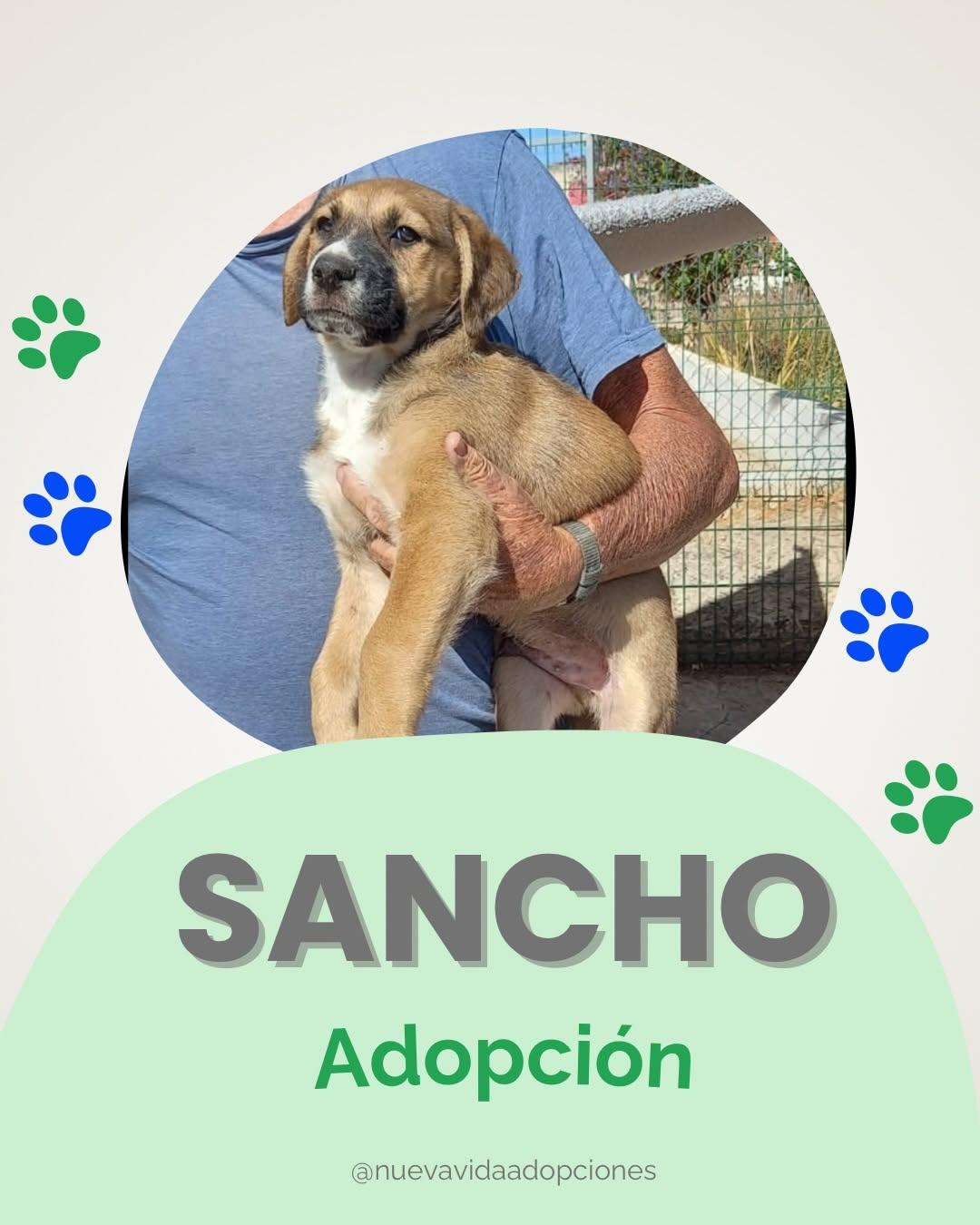 SANCHO (1/2)