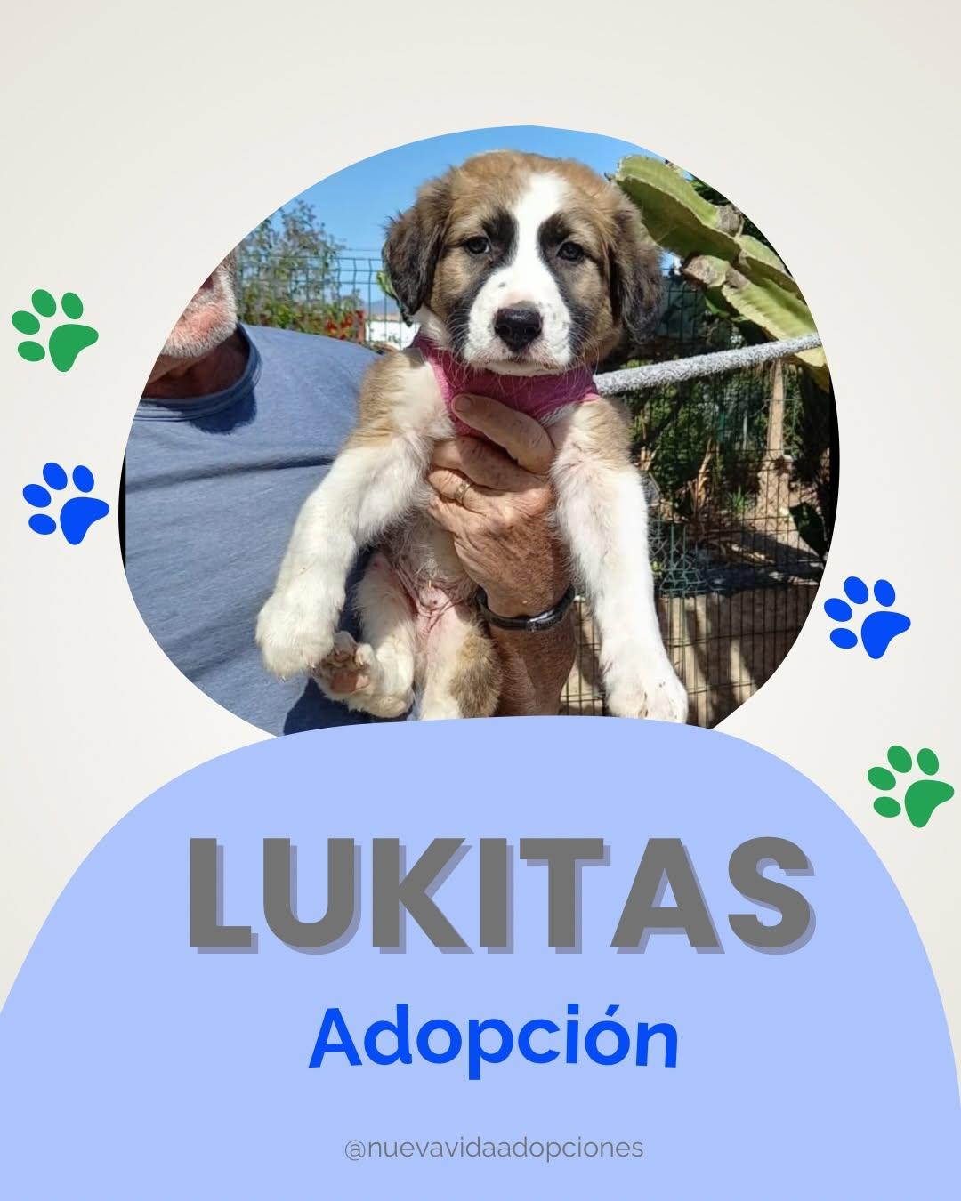 LUKITAS (1/4)