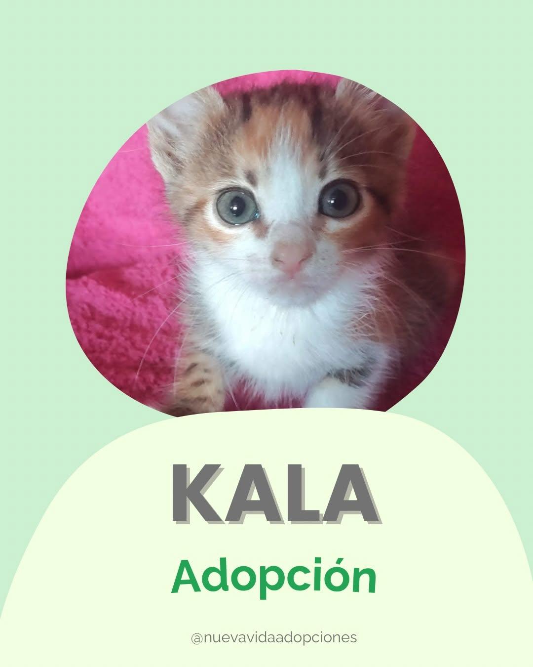 KALA (1/3)