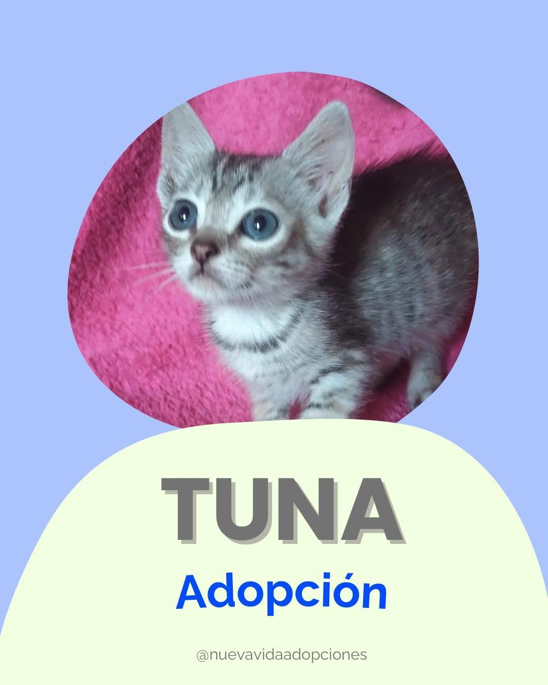 TUNA (1/2)