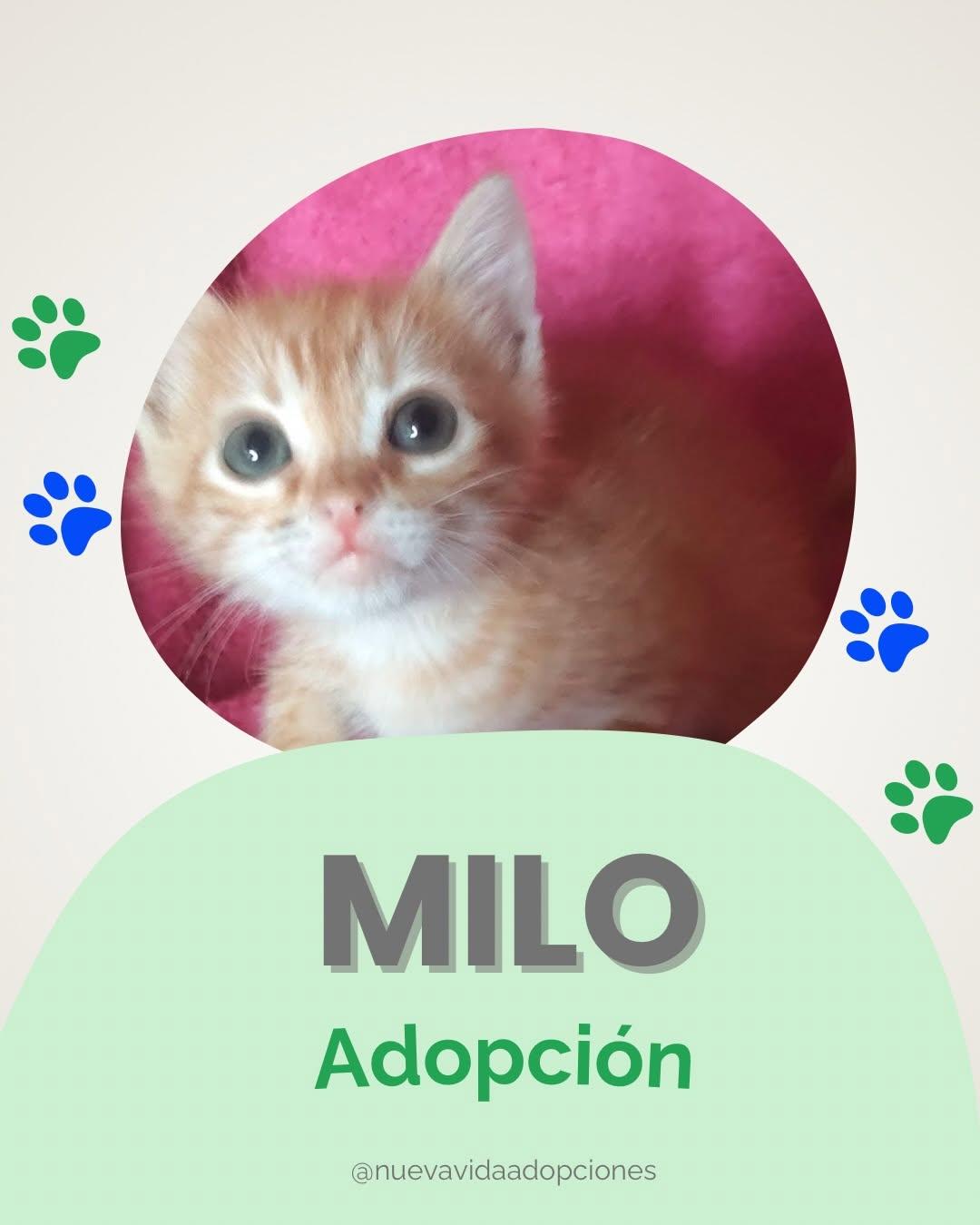 MILO (1/2)