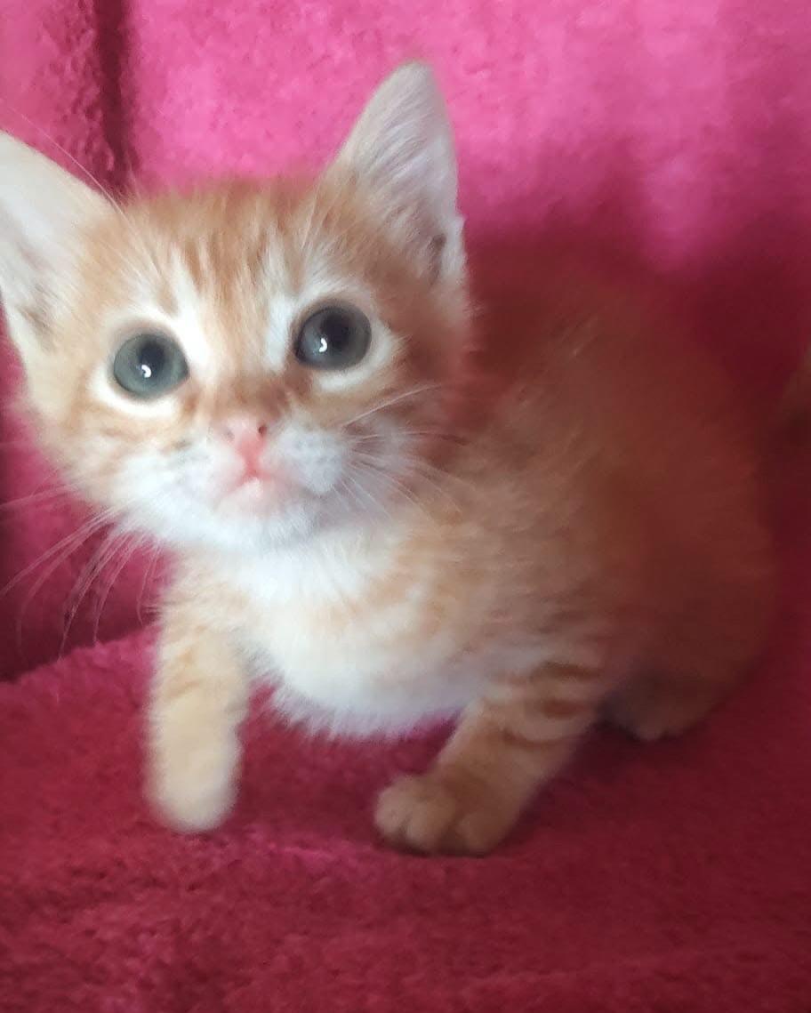 MILO (2/2)