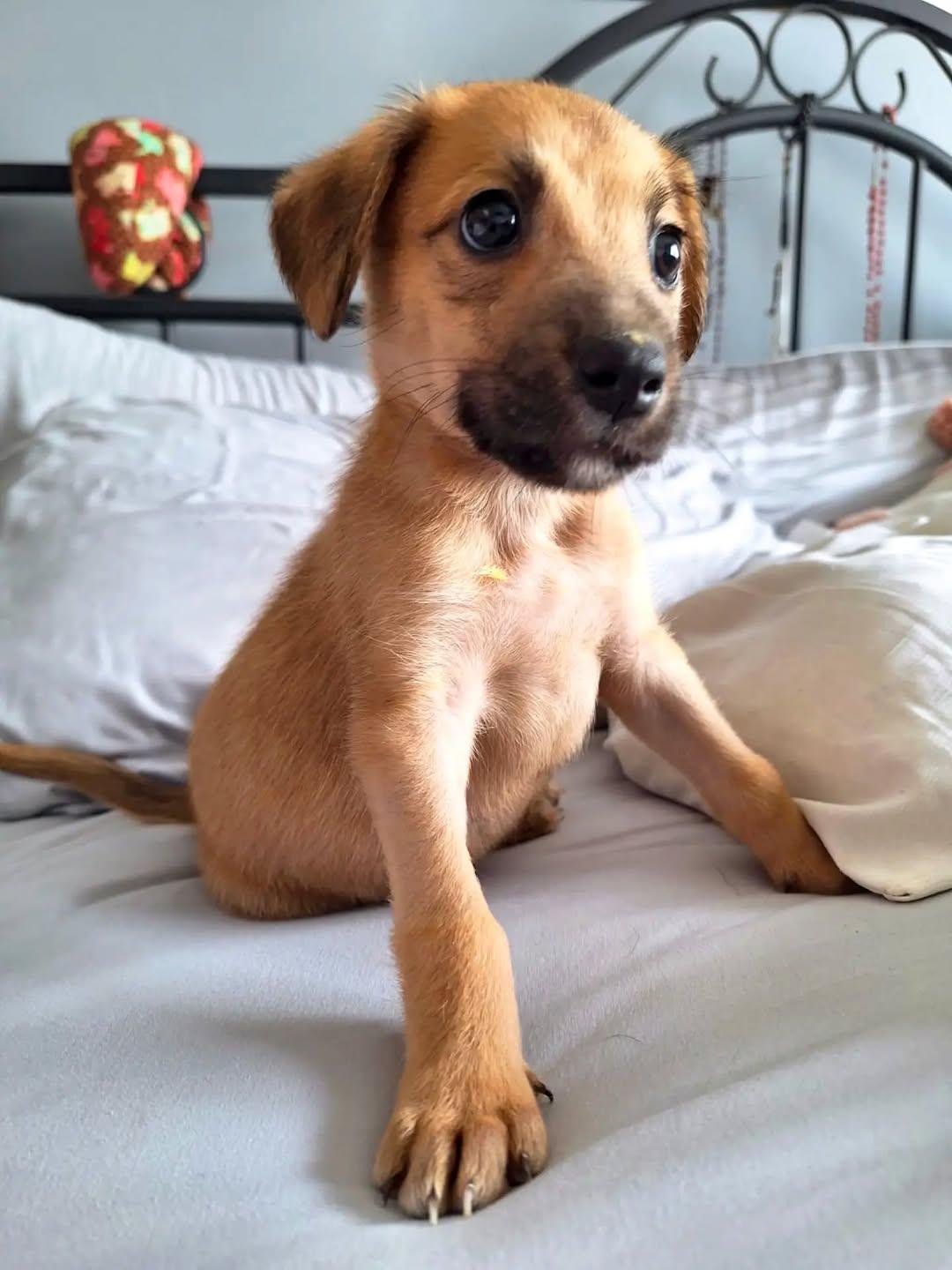 Milo (3/5)