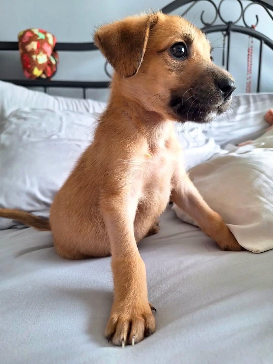 Milo (4/5)