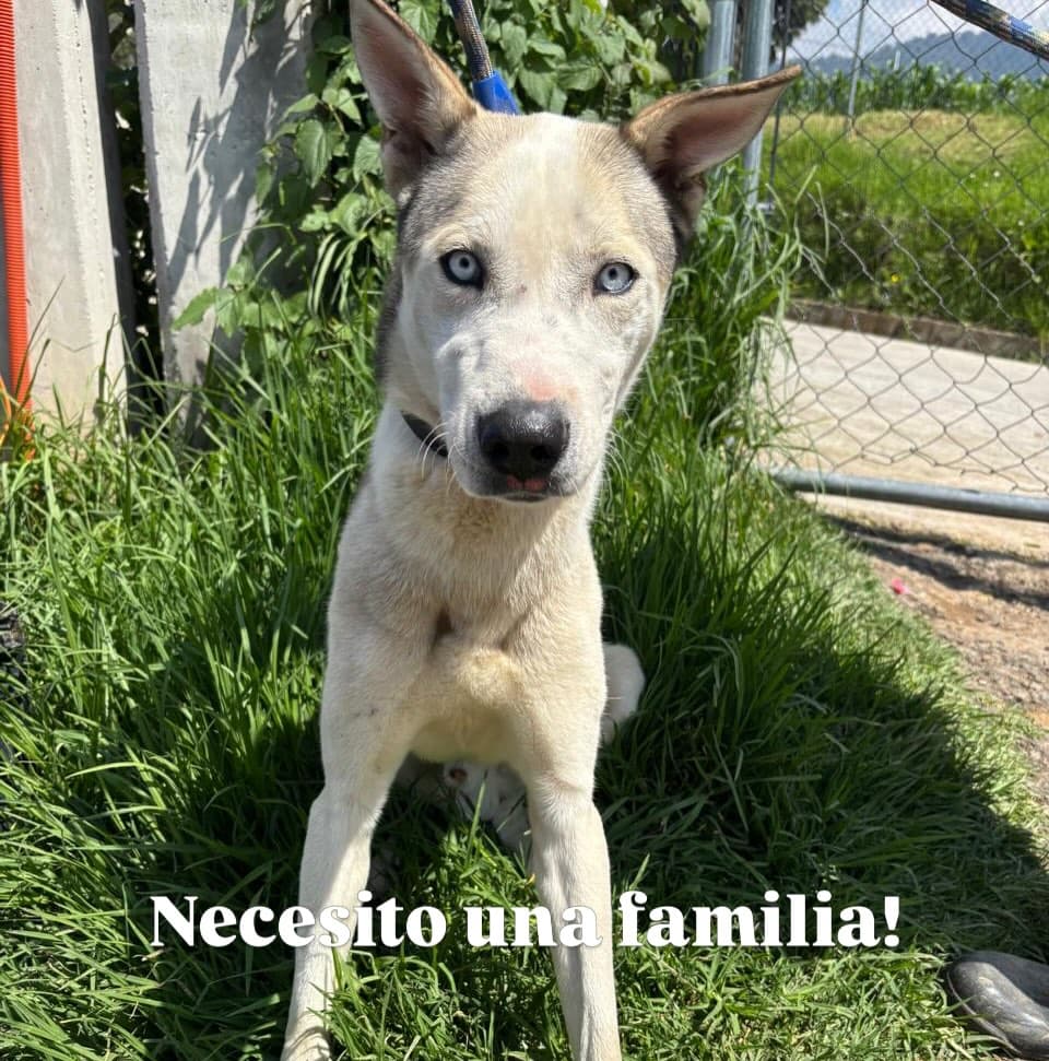 3 animalitos (2/3)