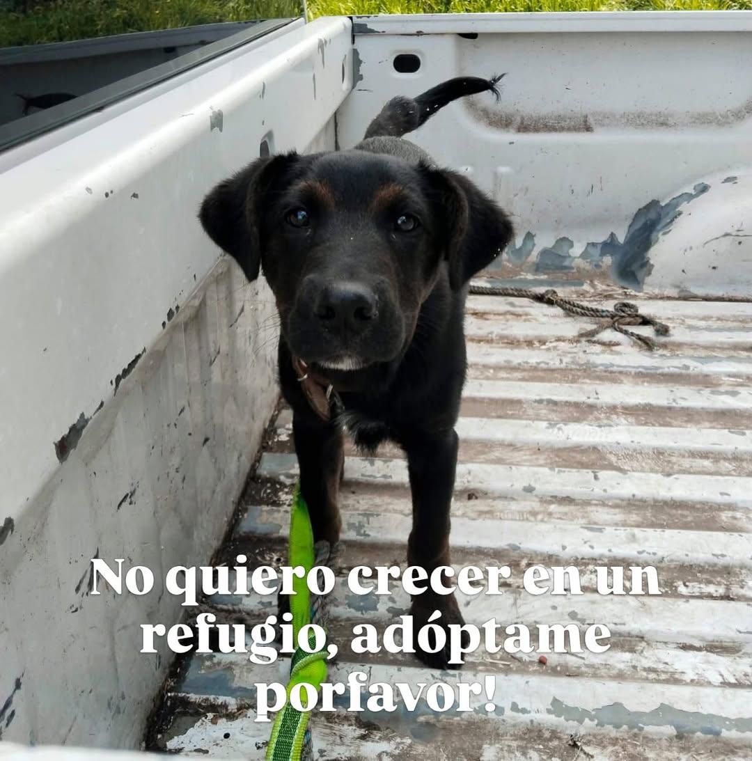3 animalitos (3/3)