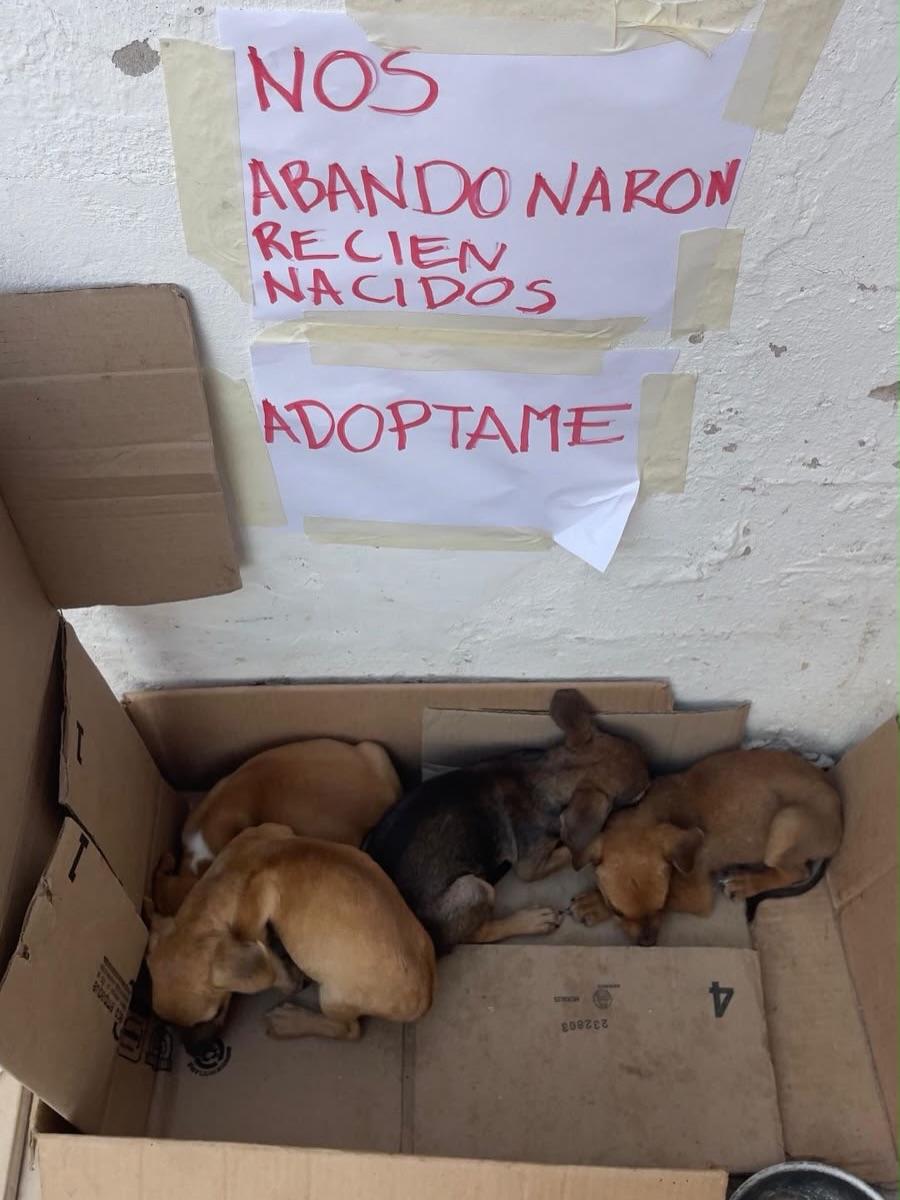 4 animalitos (1/2)