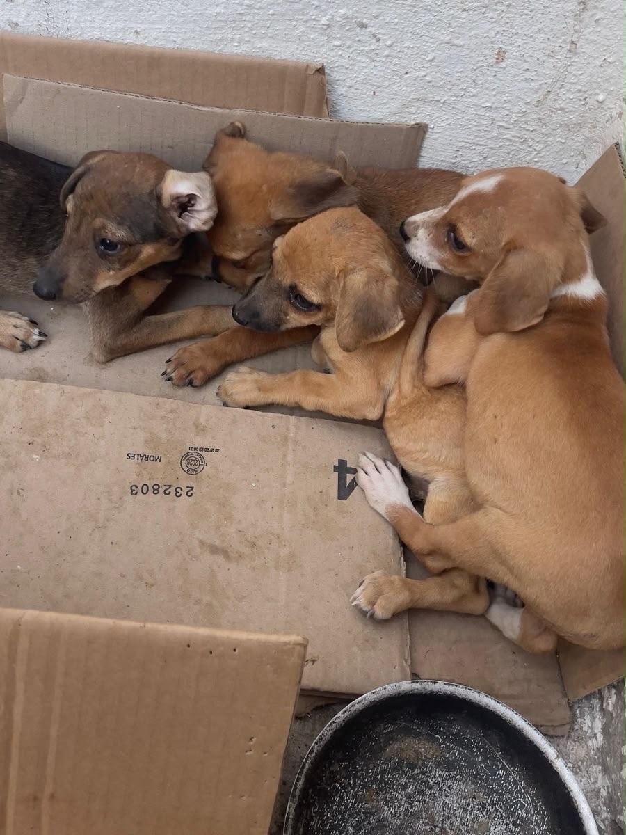 4 animalitos (2/2)