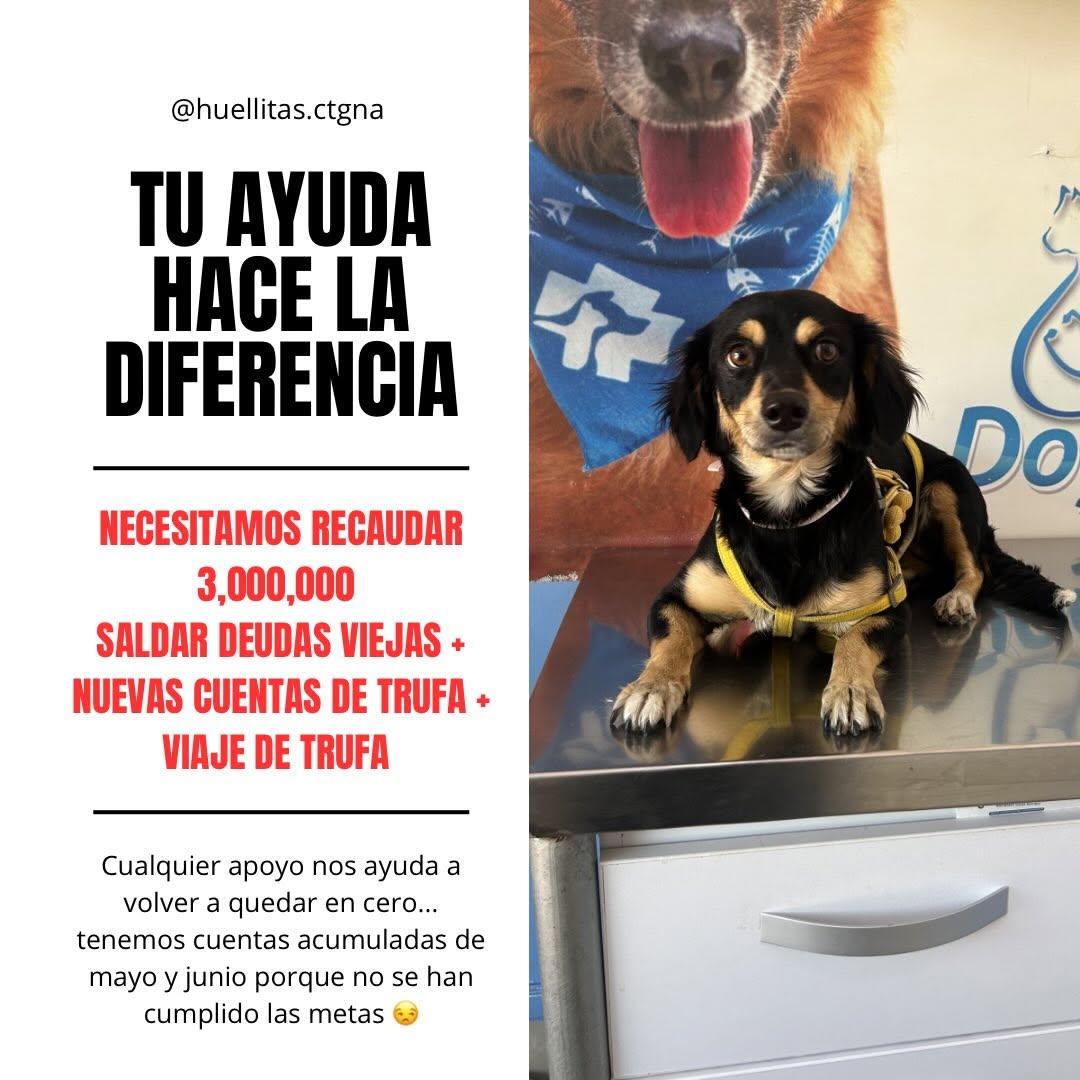 Margarita, Canela, Chanel +2 (1/2)