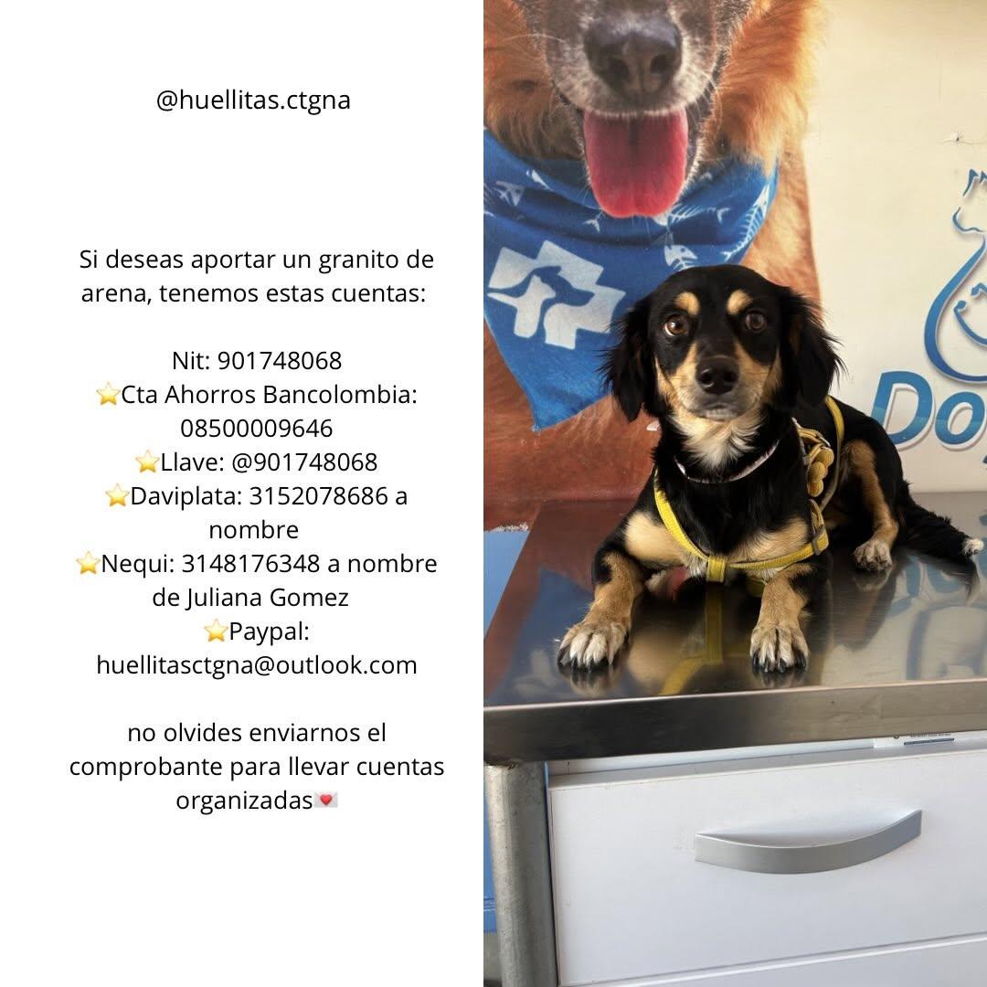 Margarita, Canela, Chanel +2 (2/2)