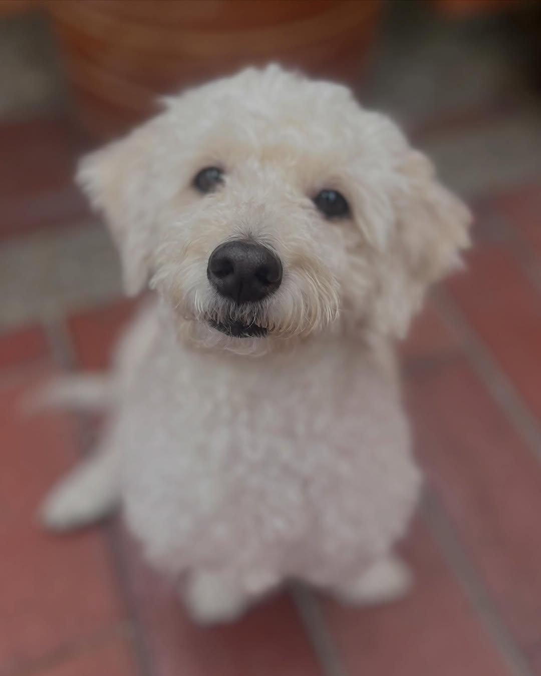 Pipa (2/10)