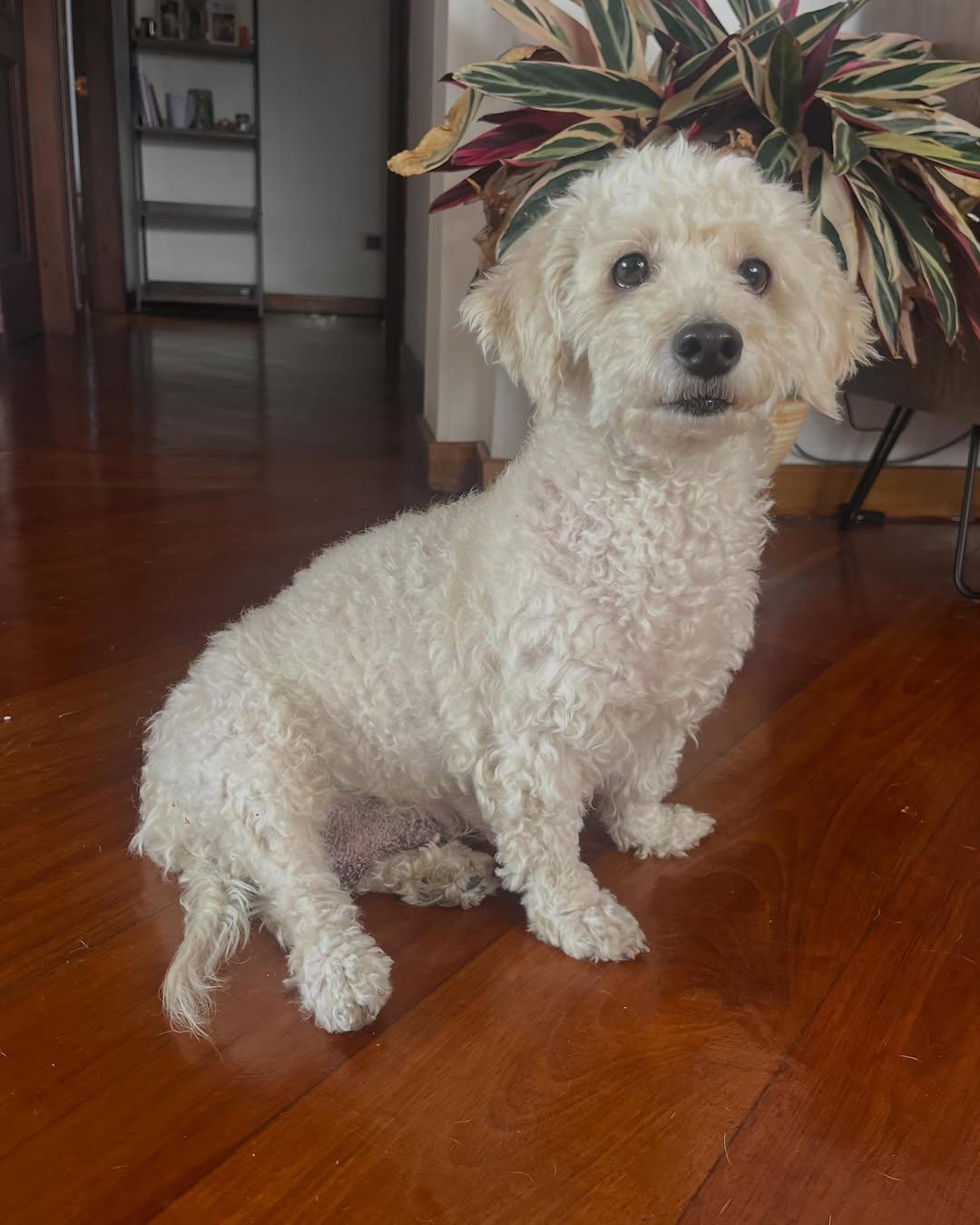 Pipa (6/10)