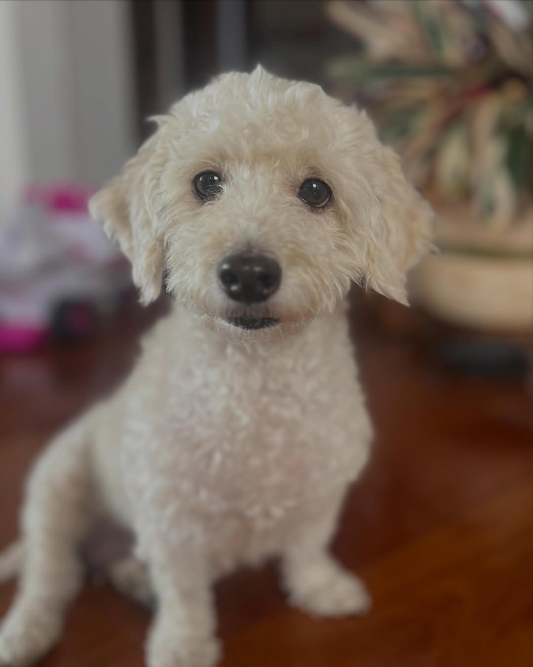 Pipa (7/10)