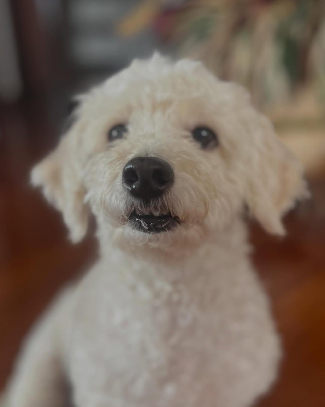 Pipa (10/10)