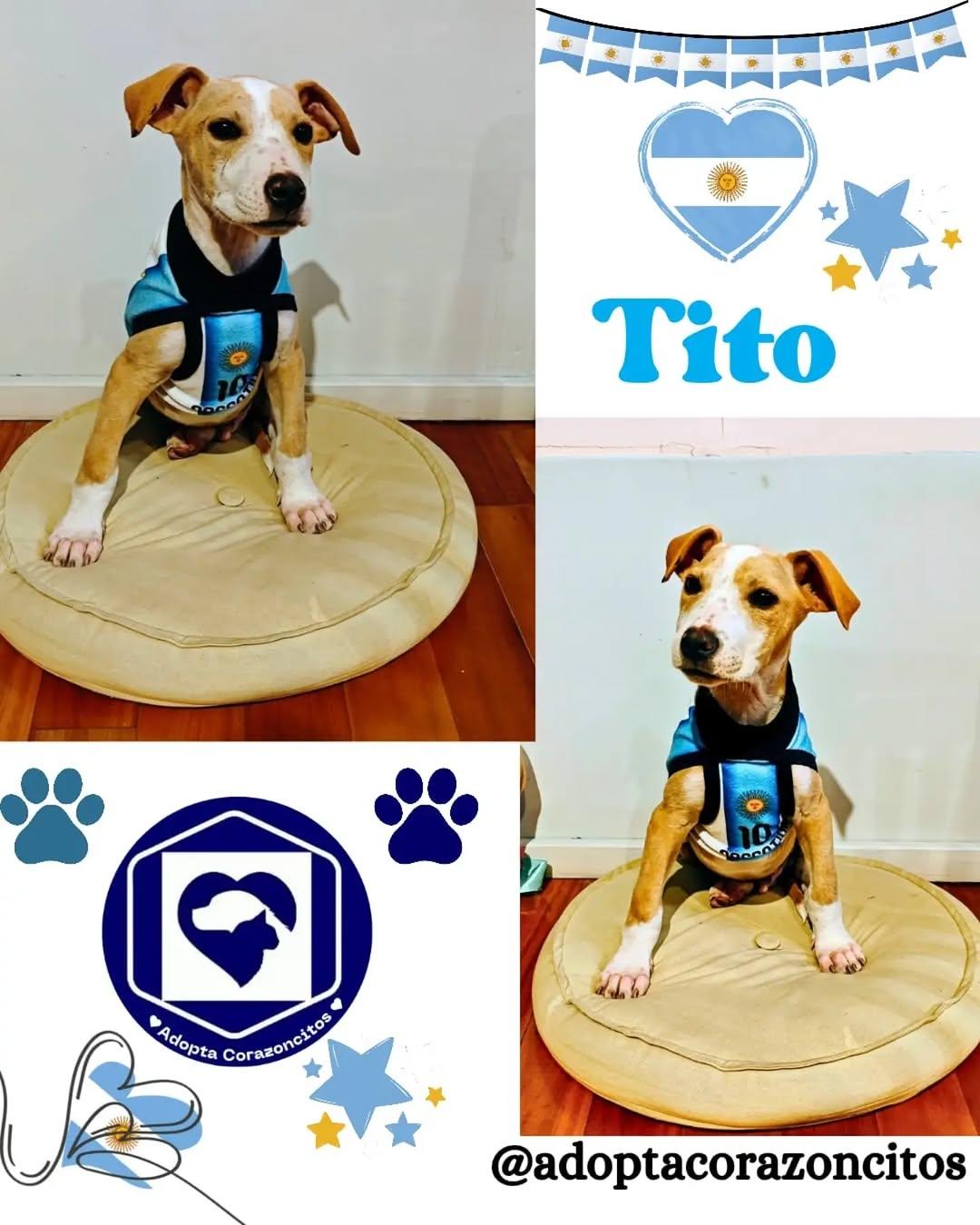 Dida, Tito (1/2)