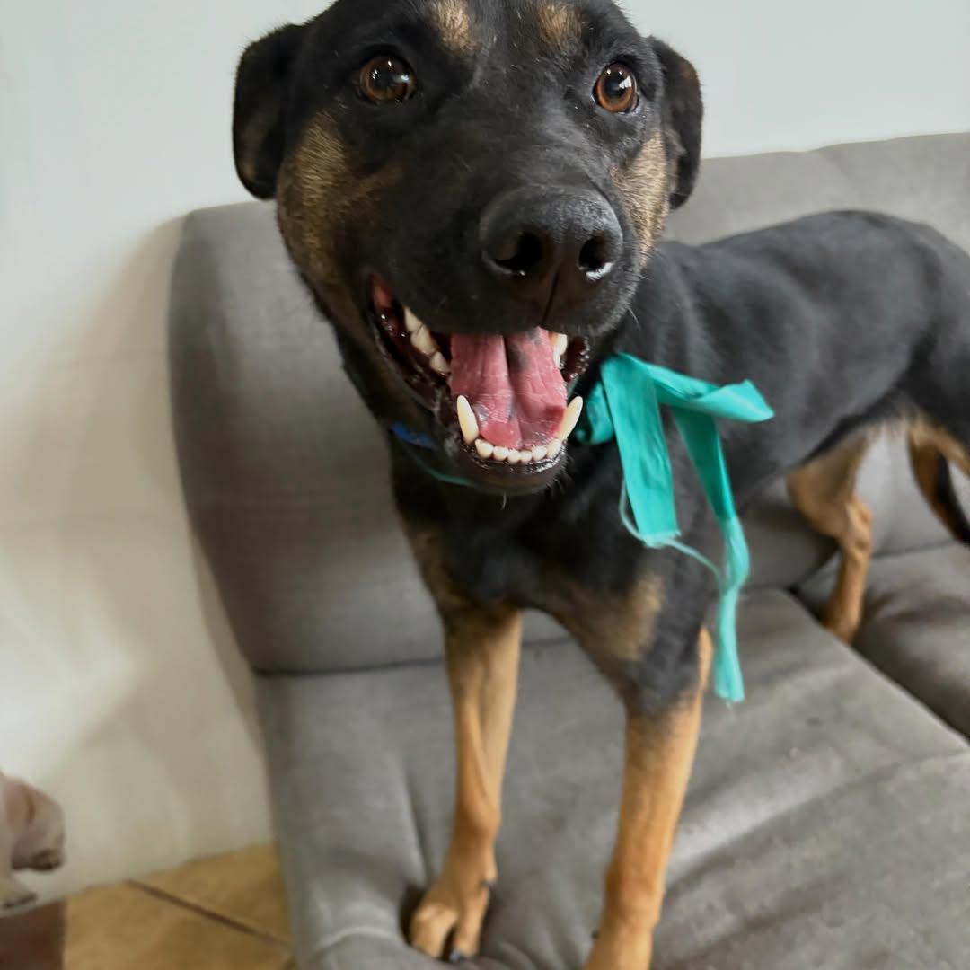 GALLETA (5/11)