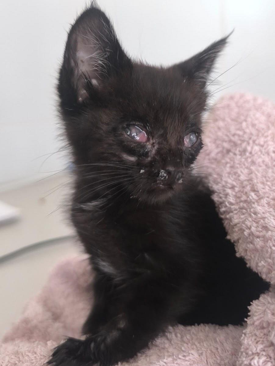 Babycat (2/3)