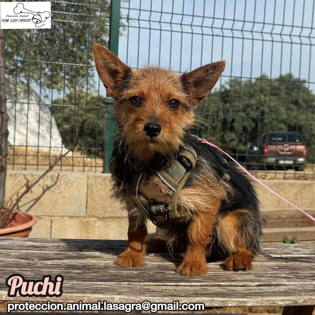 Puchi (1/7)