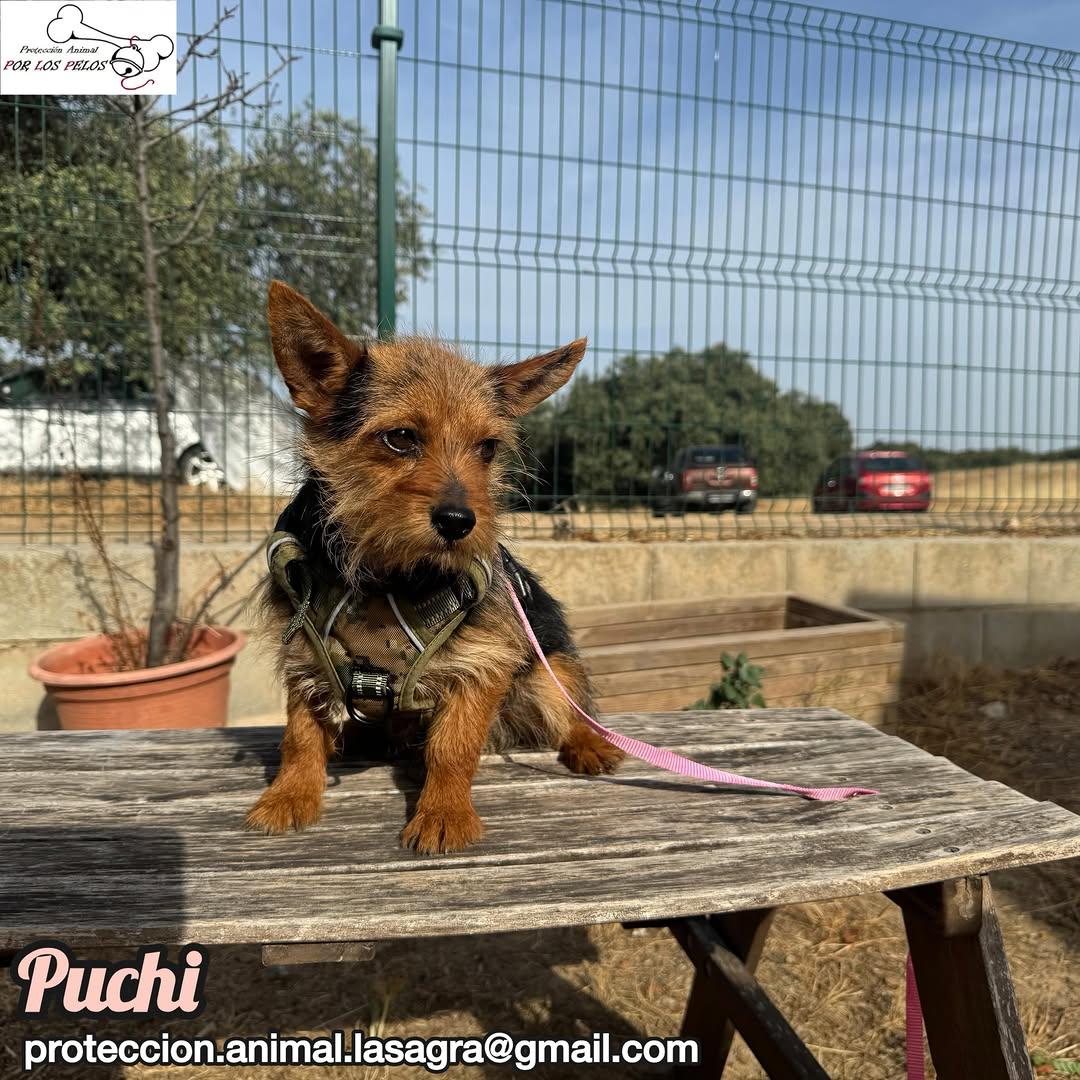 Puchi (3/7)