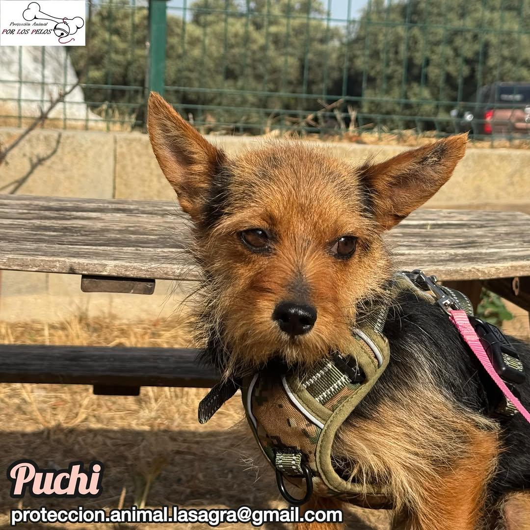 Puchi (4/7)