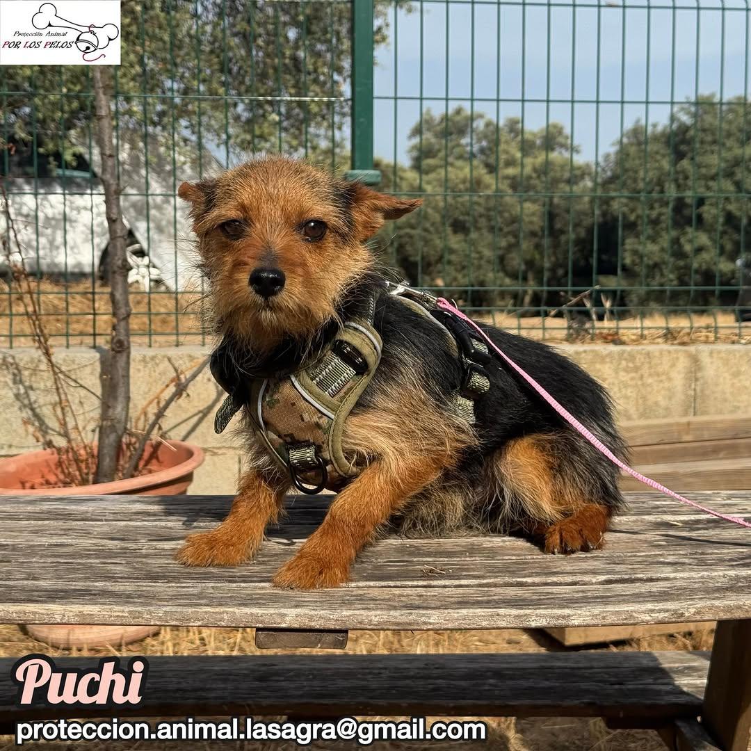 Puchi (5/7)