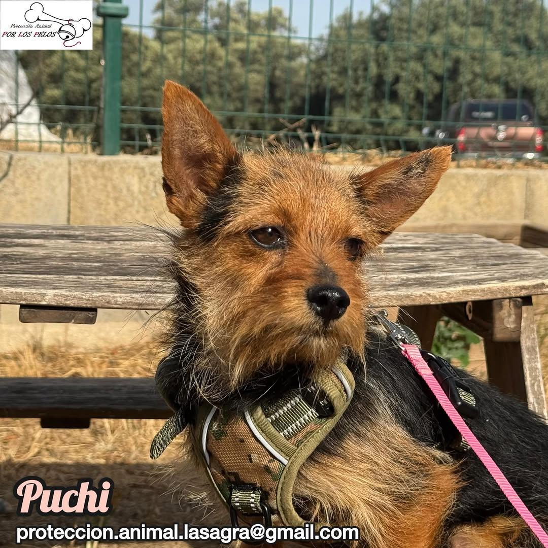 Puchi (6/7)