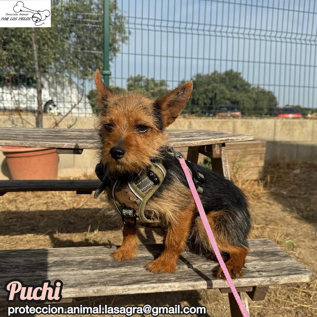 Puchi (7/7)