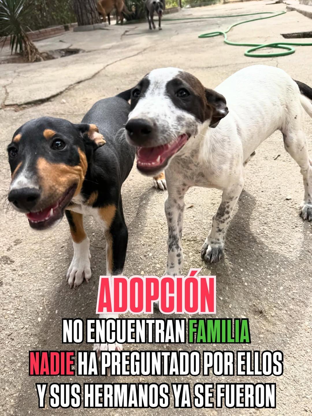 2 animalitos (1/4)