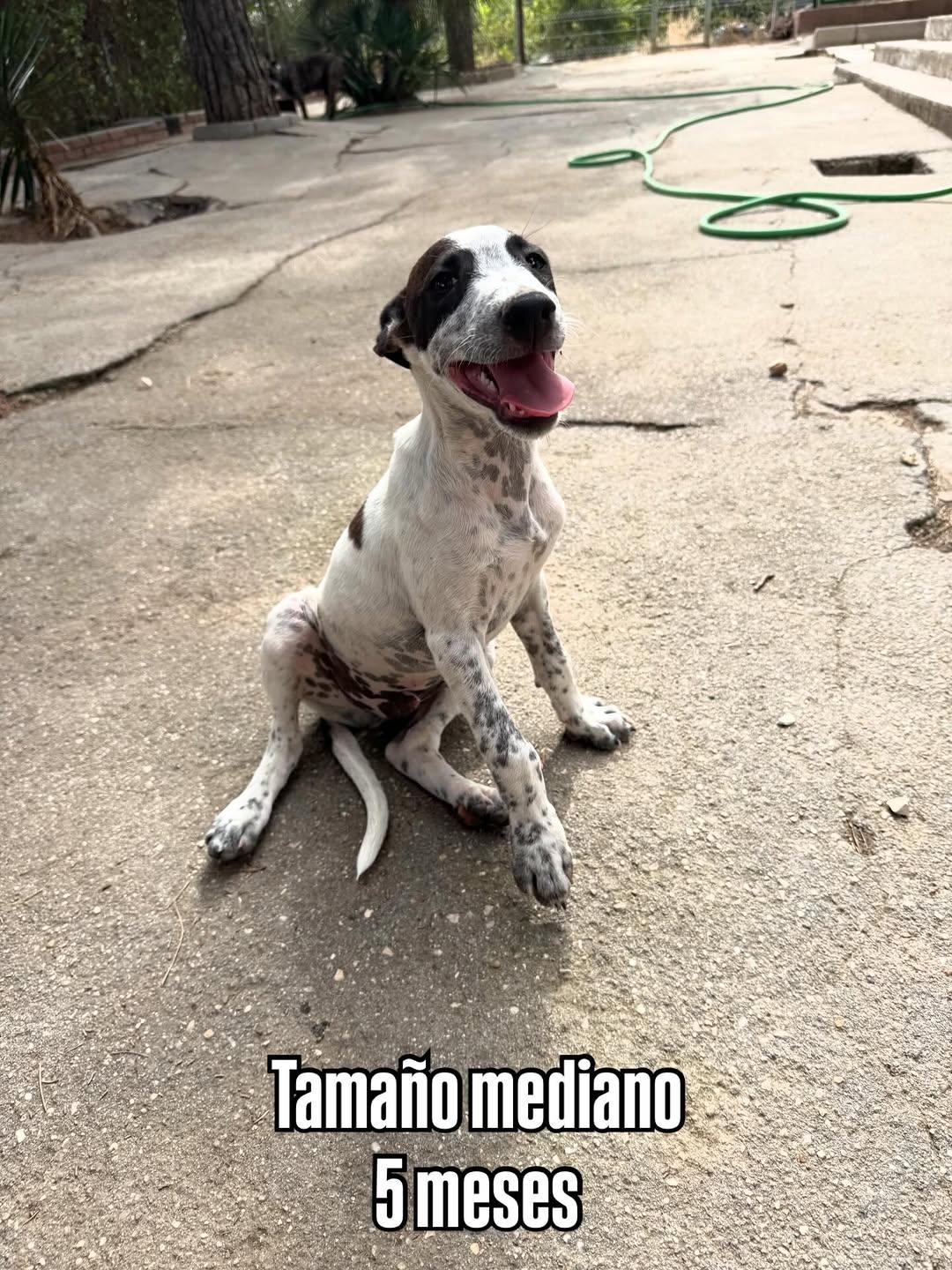 2 animalitos (3/4)