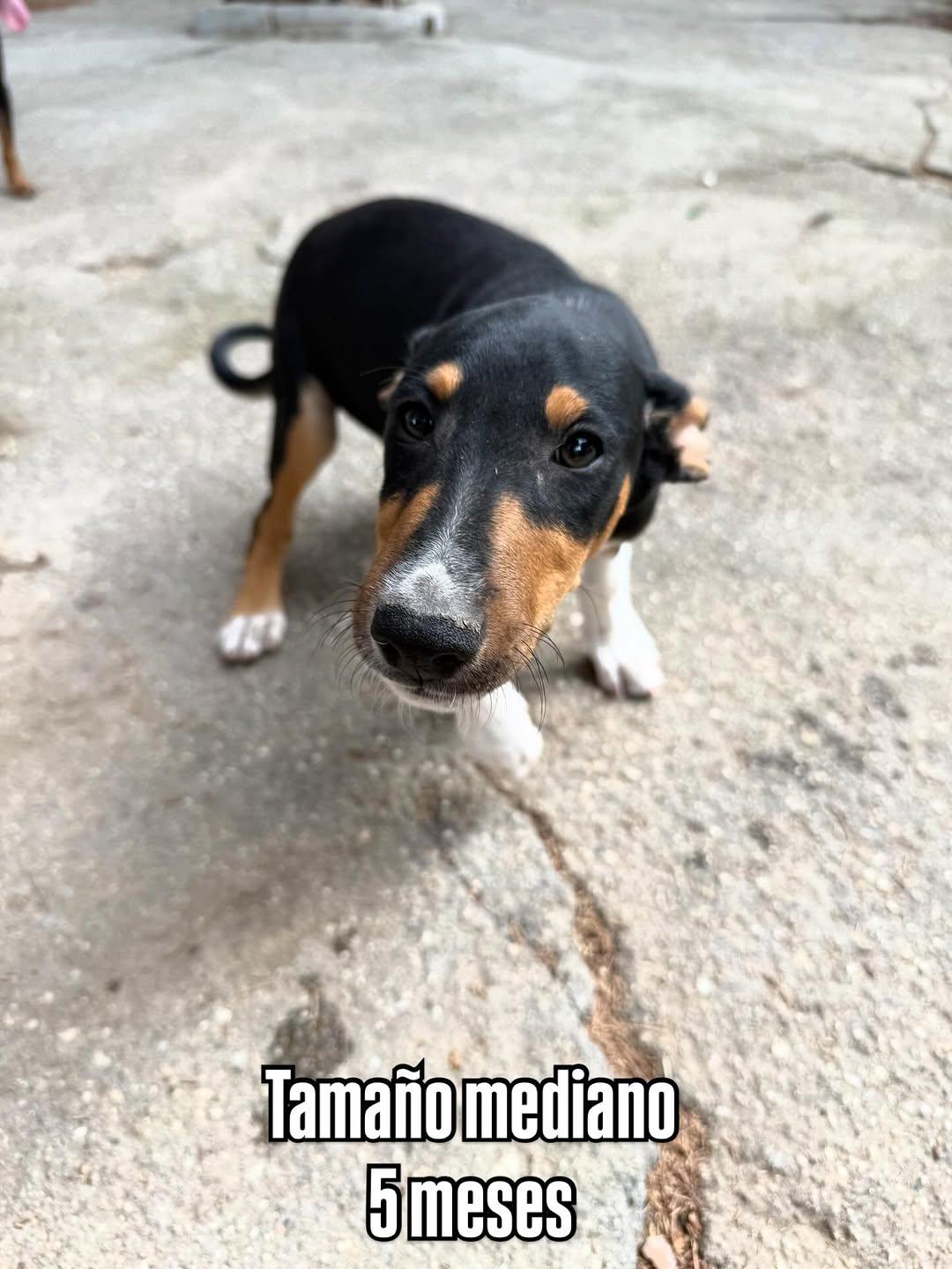 2 animalitos (4/4)
