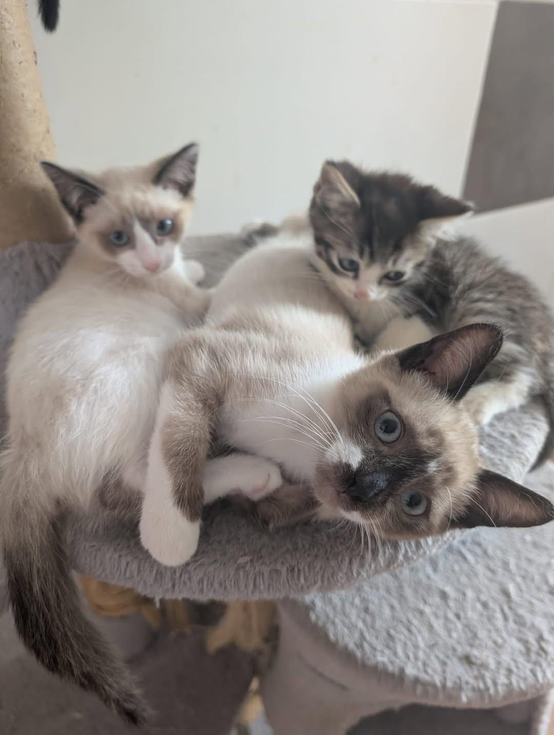 3 animalitos (1/9)