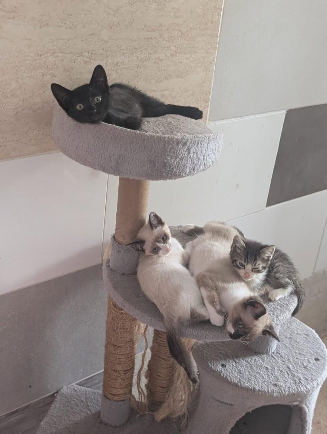 3 animalitos (2/9)