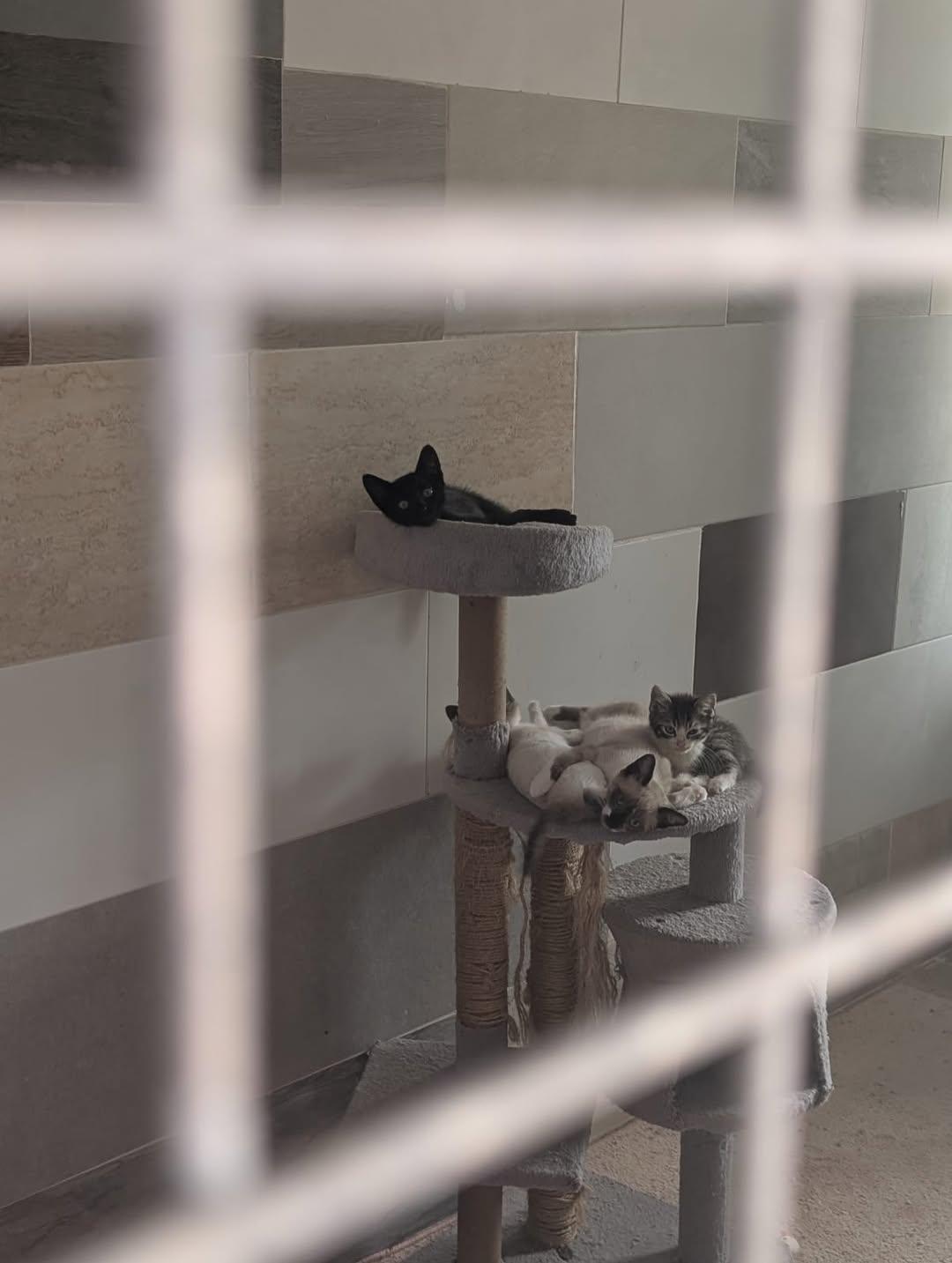 3 animalitos (3/9)