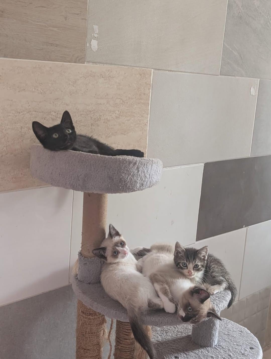 3 animalitos (6/9)