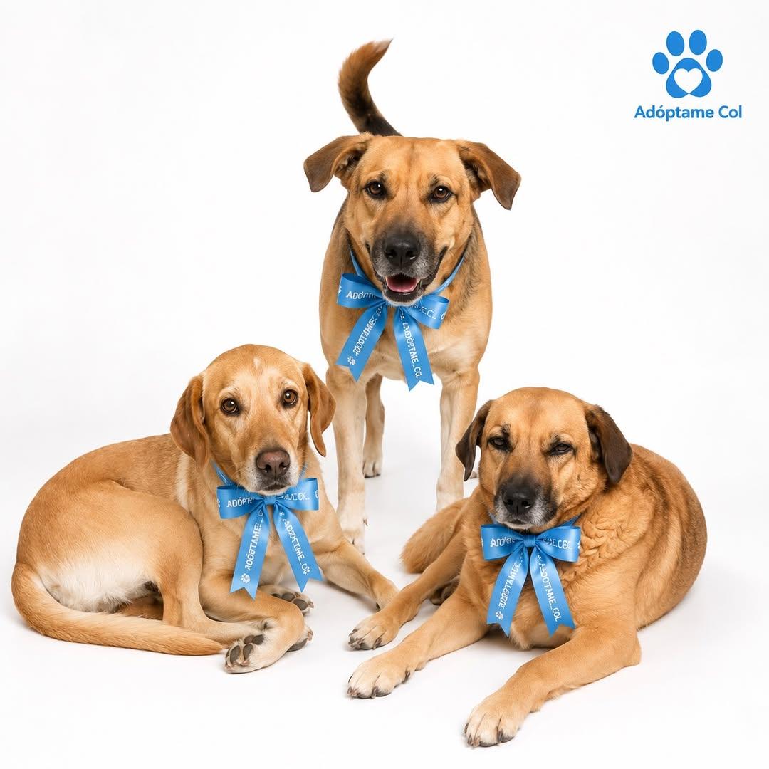 3 animalitos