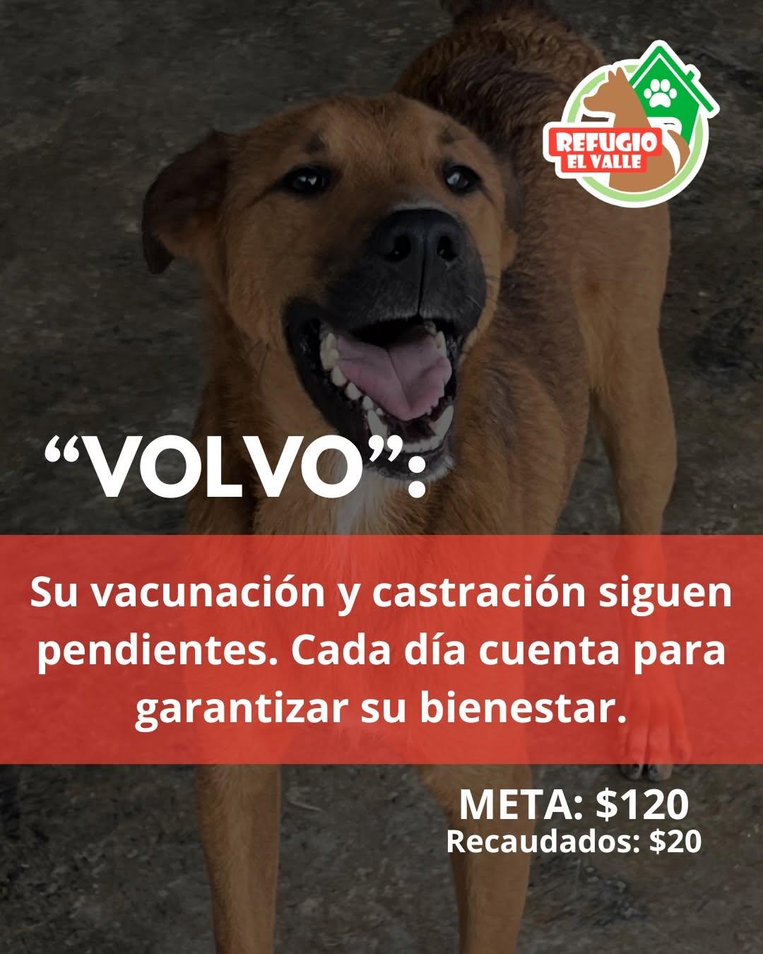 Volvo, Nebbia (2/4)